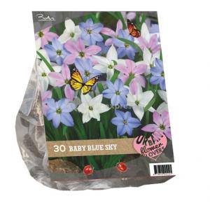 Baltus Urban Flowers Baby Blue Sky bloembollen per 30 stuks